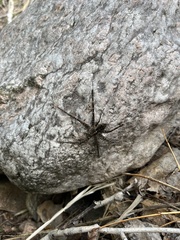 Dolomedes scriptus