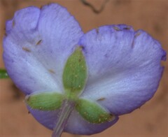 Tradescantia occidentalis