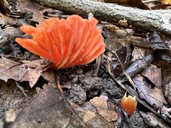 Cantharellus cinnabarinus