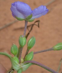 Tradescantia occidentalis