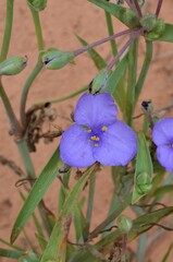 Tradescantia occidentalis