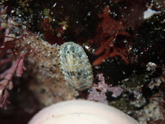 Polyplacophora