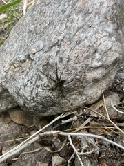 Dolomedes scriptus