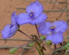 Tradescantia occidentalis