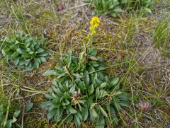 Solidago spathulata