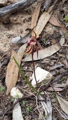 Caladenia cardiochila