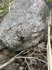 Dolomedes scriptus