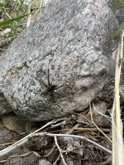 Dolomedes scriptus