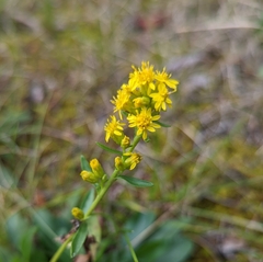 Solidago spathulata