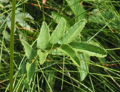 Sanguisorba canadensis