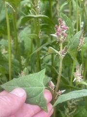 Atriplex prostrata