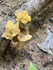 Ductifera pululahuana