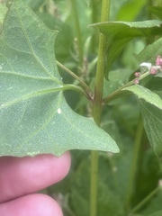 Atriplex prostrata