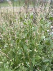 Atriplex prostrata