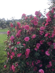 Rhododendron ponticum