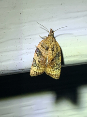Platynota flavedana