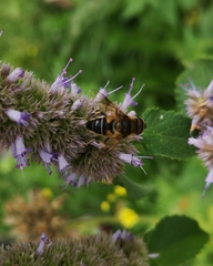 Eristalis pertinax