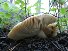 Russula cerolens