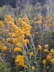 Solidago velutina
