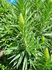 Echium candicans