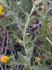 Solidago velutina