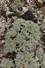 Lupinus breweri bryoides