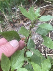 Parietaria judaica