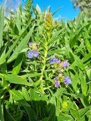 Echium candicans