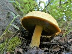 Suillus variegatus