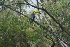 Ramphastos sulfuratus