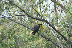Ramphastos sulfuratus