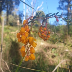Berberis darwinii