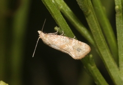 Platphalonidia plicana