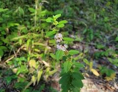 Mentha canadensis