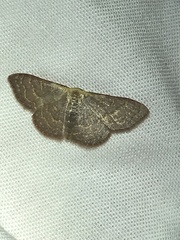 Leptostales pannaria