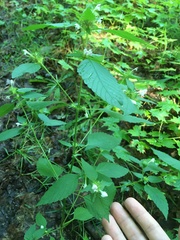 Galeopsis