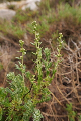 Artemisia tridentata