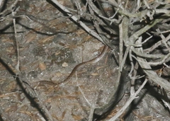 Hypsiglena ochrorhynchus klauberi