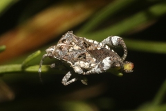 Merocoris curtatus