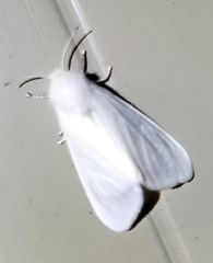 Spilosoma congrua