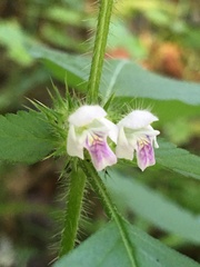 Galeopsis