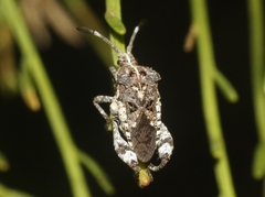 Merocoris curtatus
