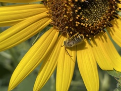 Apinae