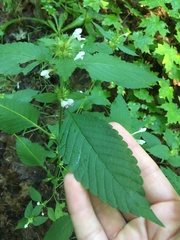 Galeopsis