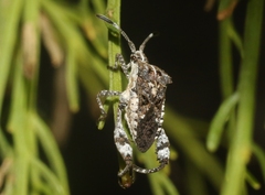 Merocoris curtatus