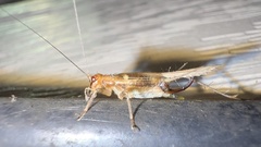 Anaxipha exigua