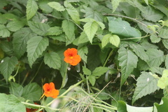 Tropaeolum majus
