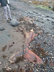 Balaenoptera acutorostrata