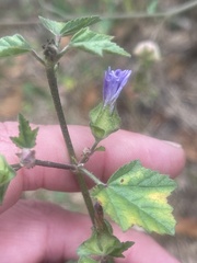 Malva multiflora