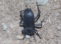 Cryptoglossa muricata